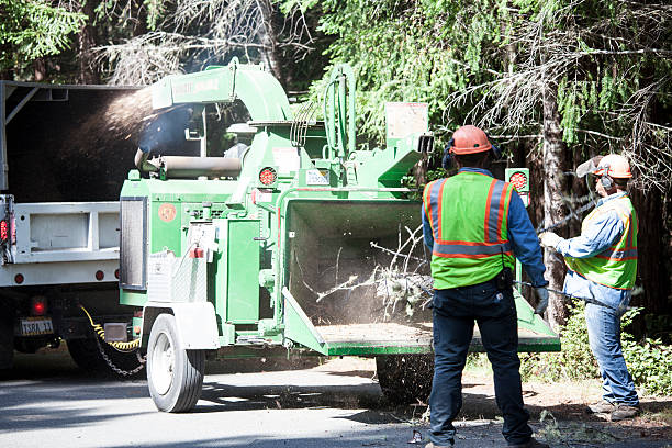 Trusted Trumbull Center, CT Tree Care Experts